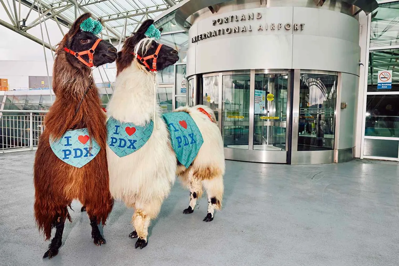Airport_PDX_Therapy-Llamas | Photo: Michael Raines