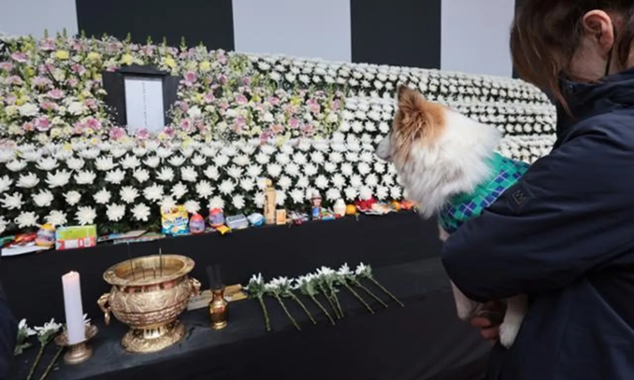 pudding dog jeju memorial