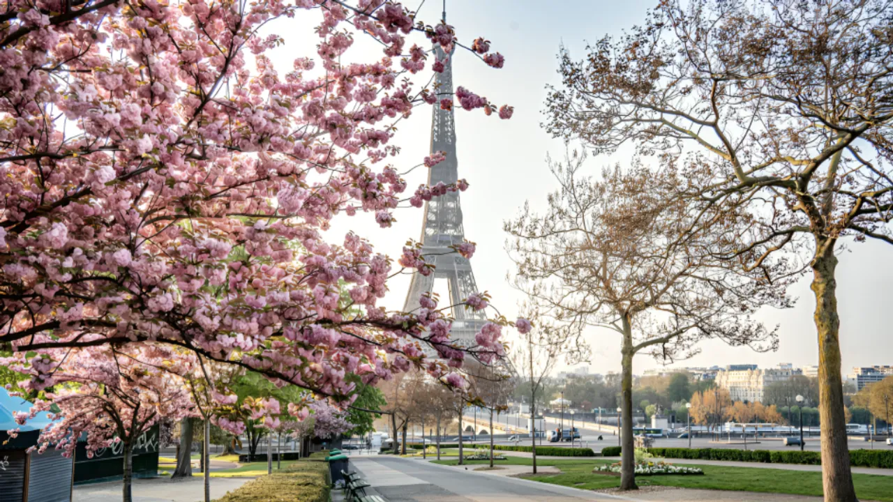 paris cherry blossom