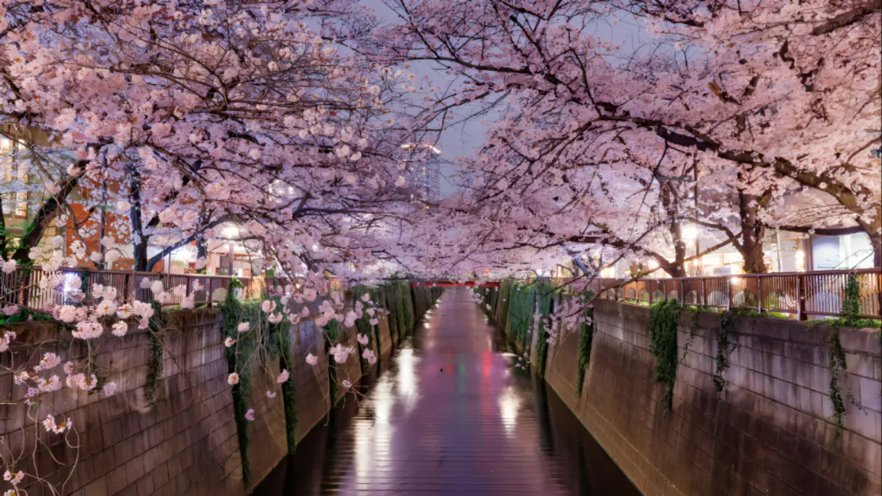 Meguro River Cherry Blossom Festival