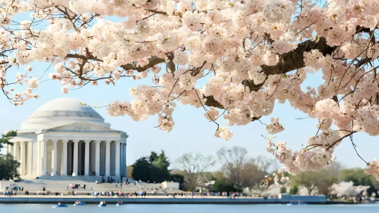 usa cherry blossom