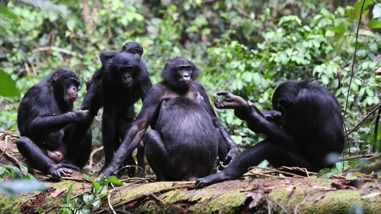 Female Bonobos
