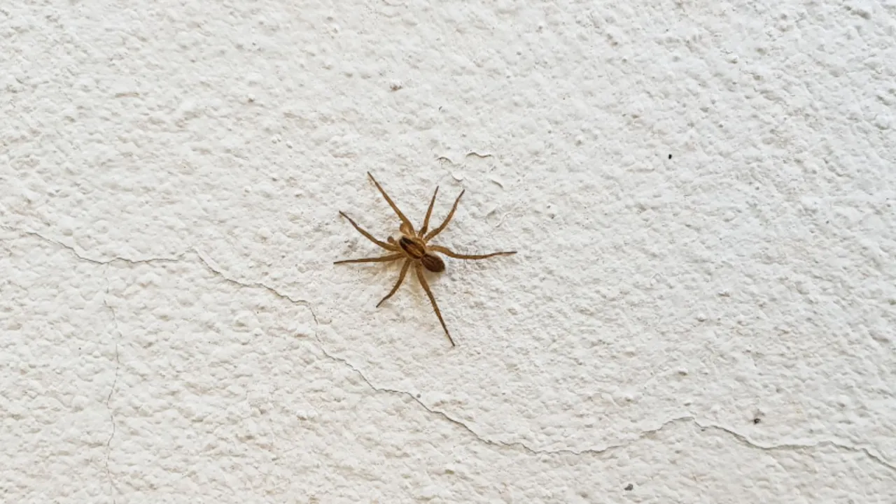 Spider.jpeg