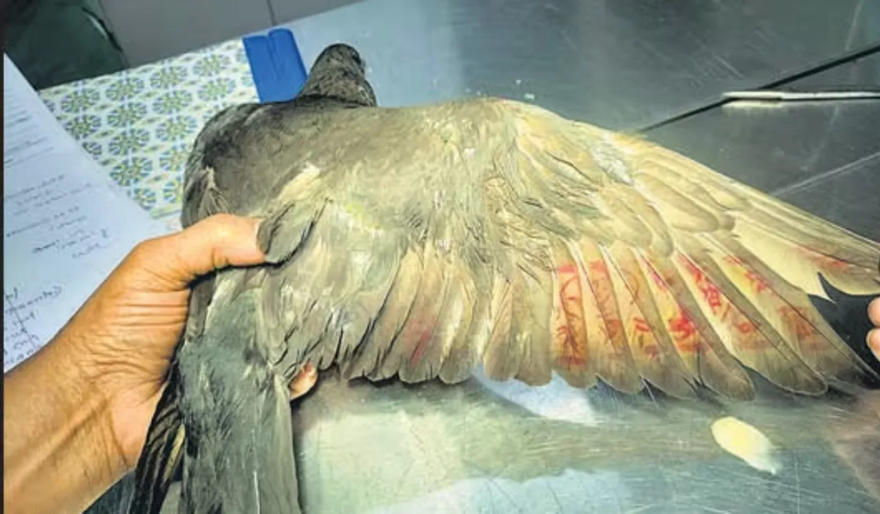 pigeon suspected of spying