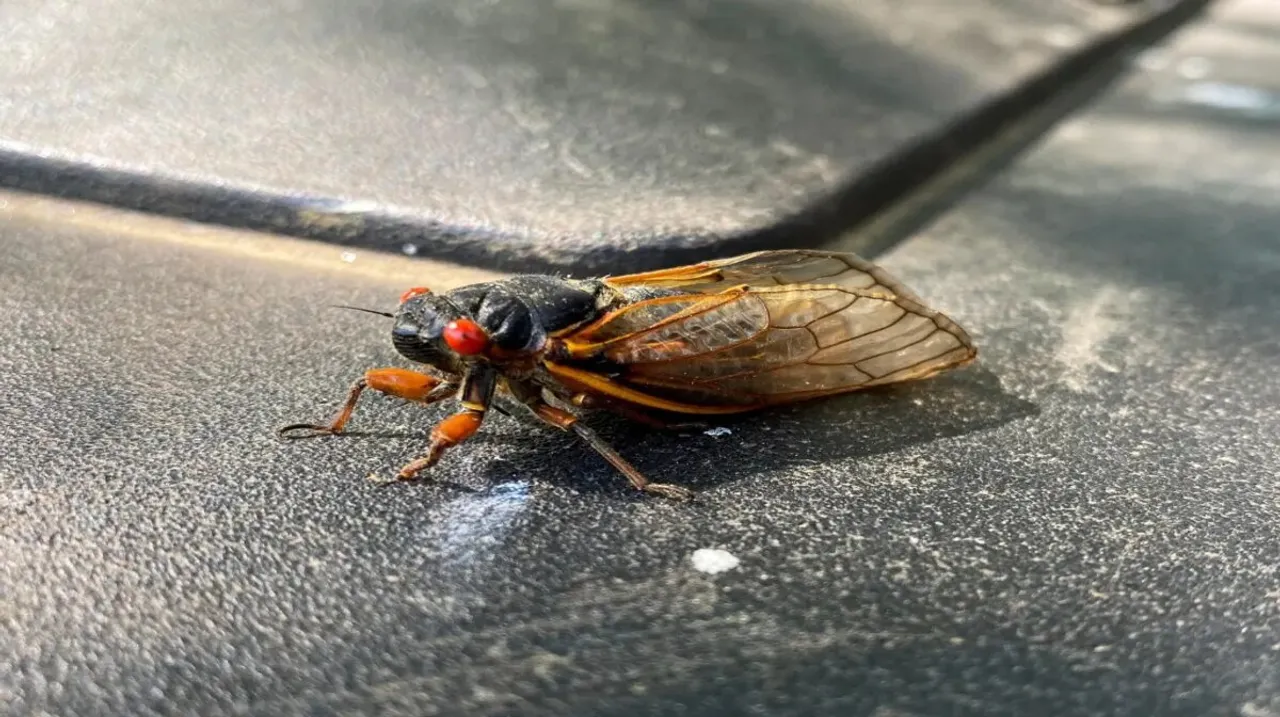 cicada-seen-perched-trash-
