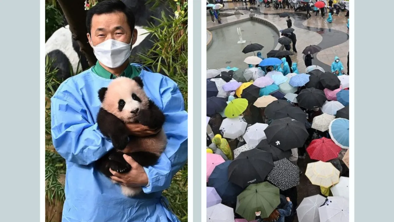 panda farewell 