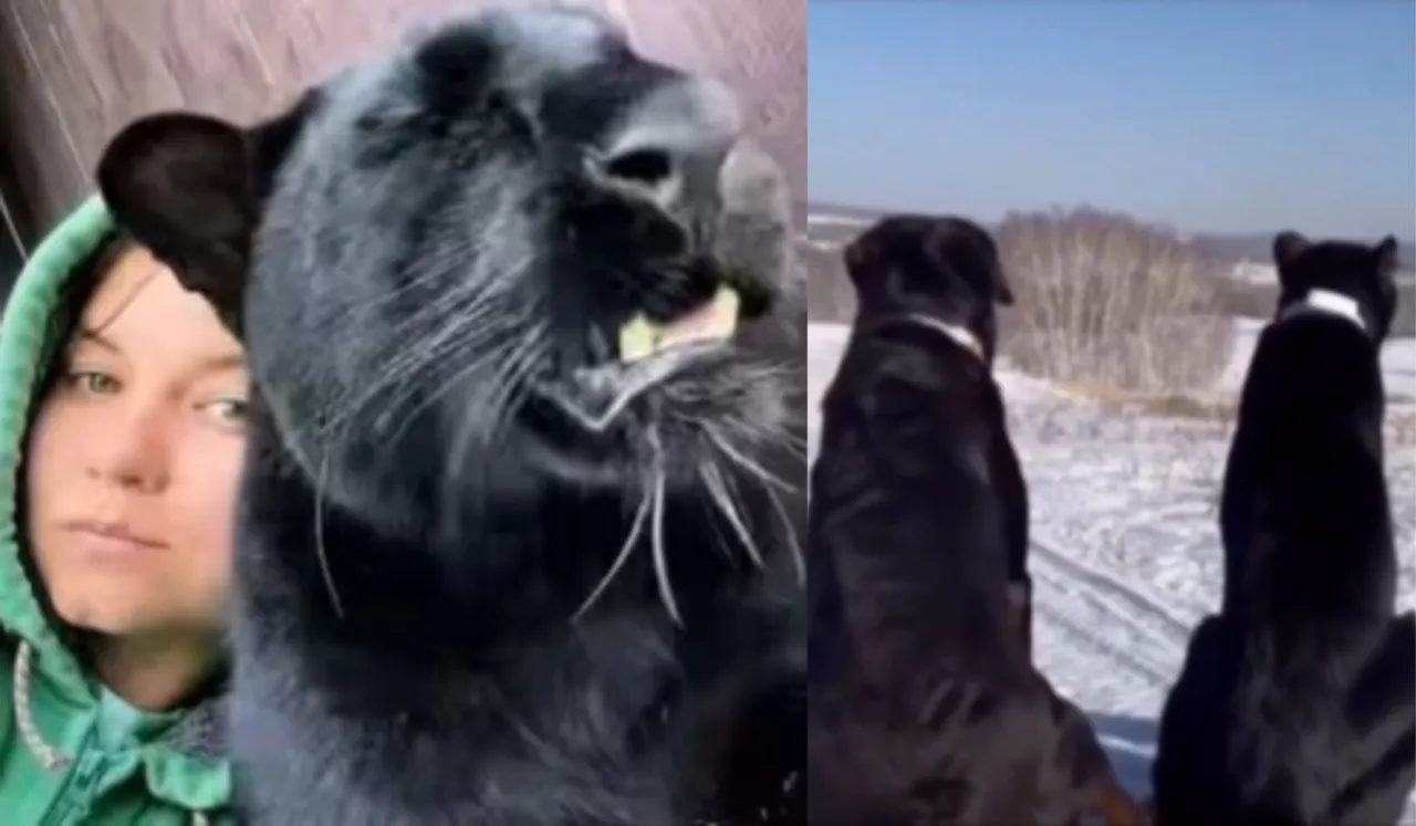Woman Raises Panther Mistaking It For Cat
