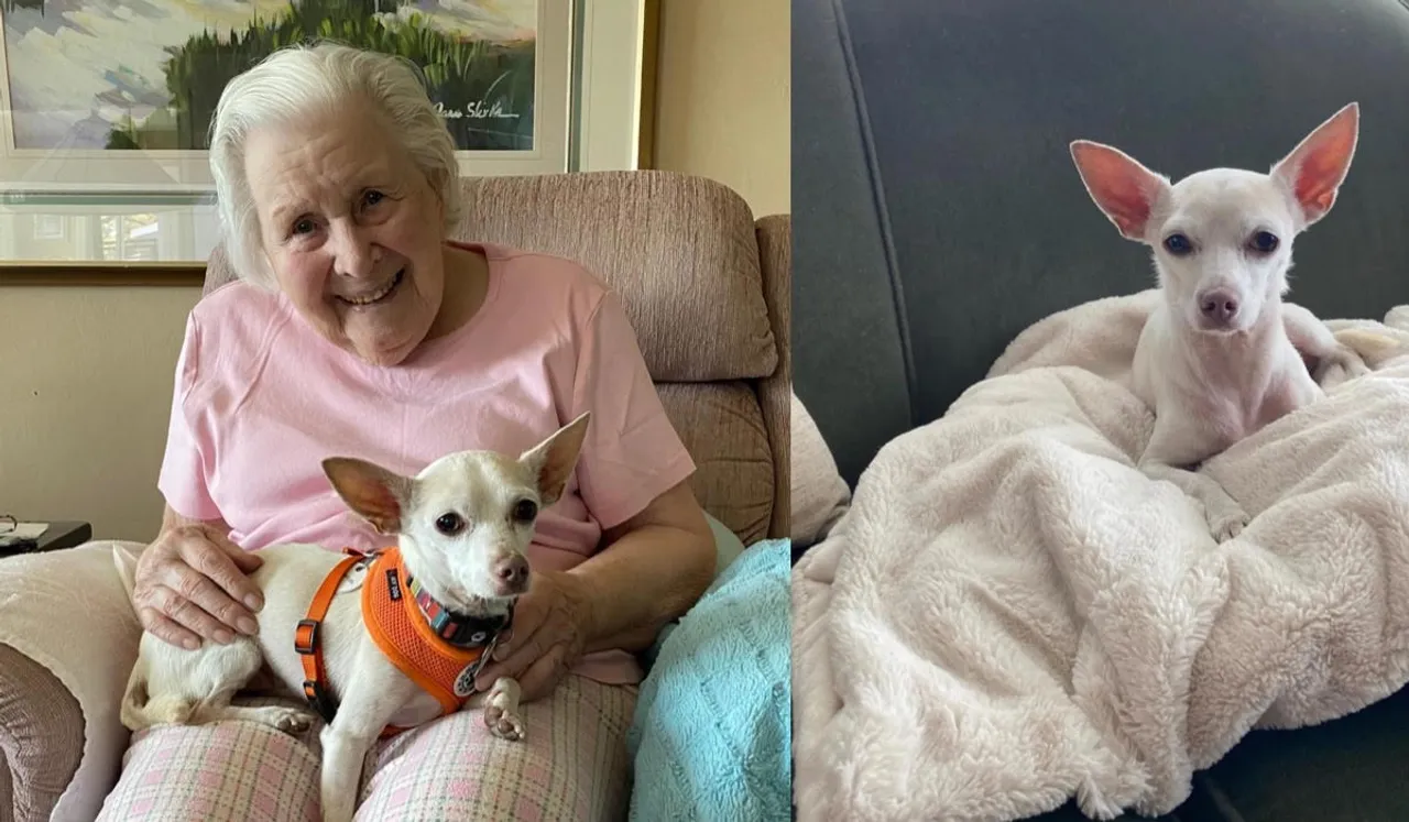 Elderly Women Adopts 11 year Old Dog