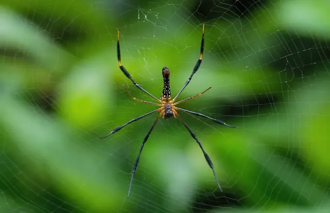 Viral: Woman Complains Of Buzzing Sound, Finds Spiders In Ear