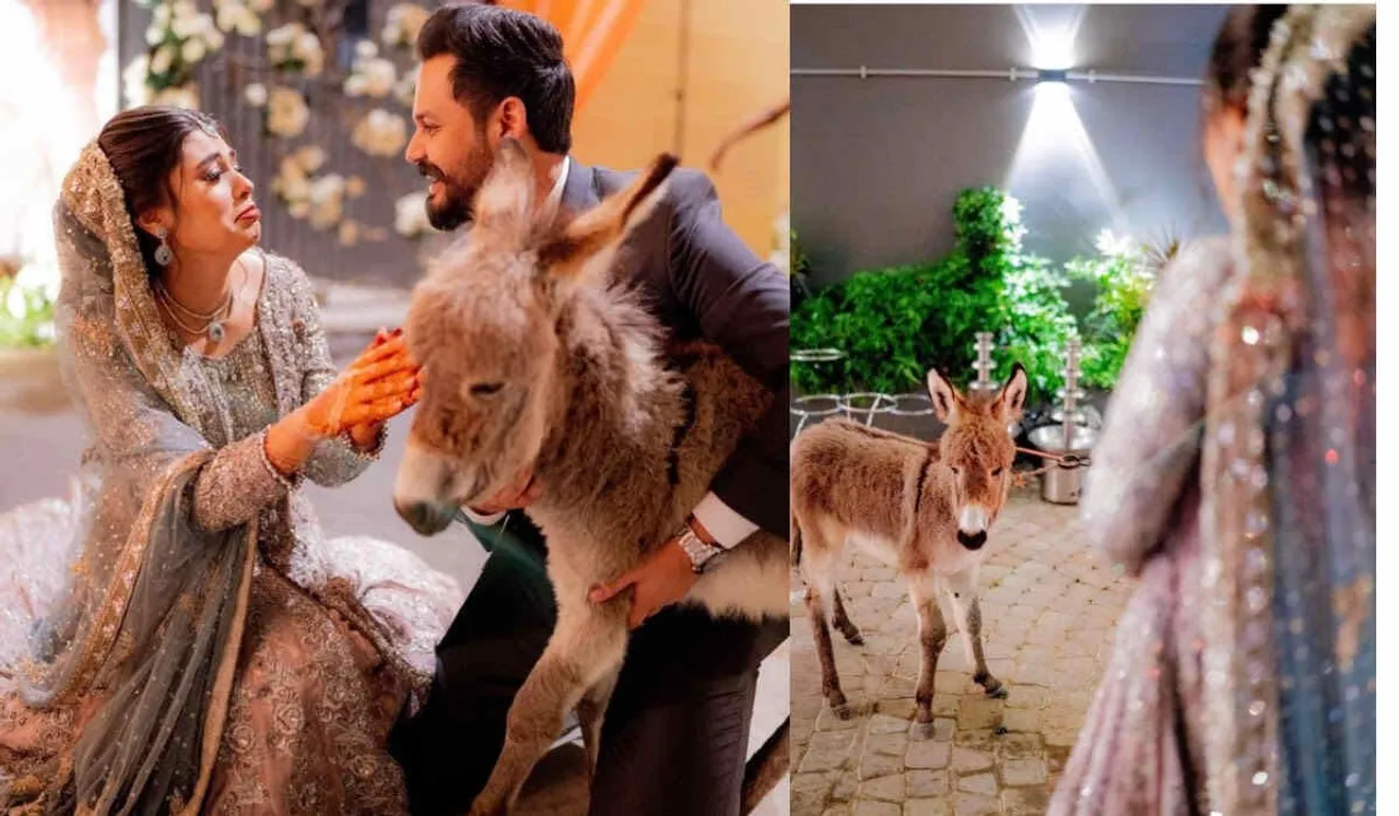 Pakistan Groom Gifts Donkey