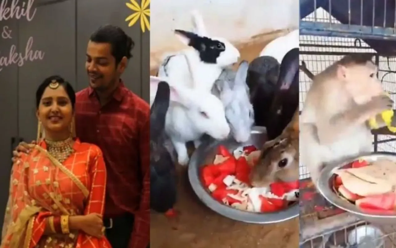 Wedding feast for animals