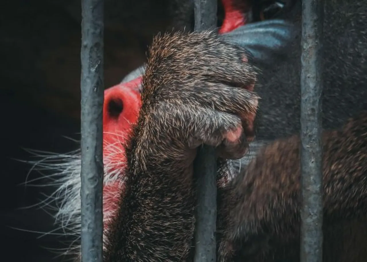 Coronavirus Pandemic: Illegal Wildlife Trade Is A Public Health Issue