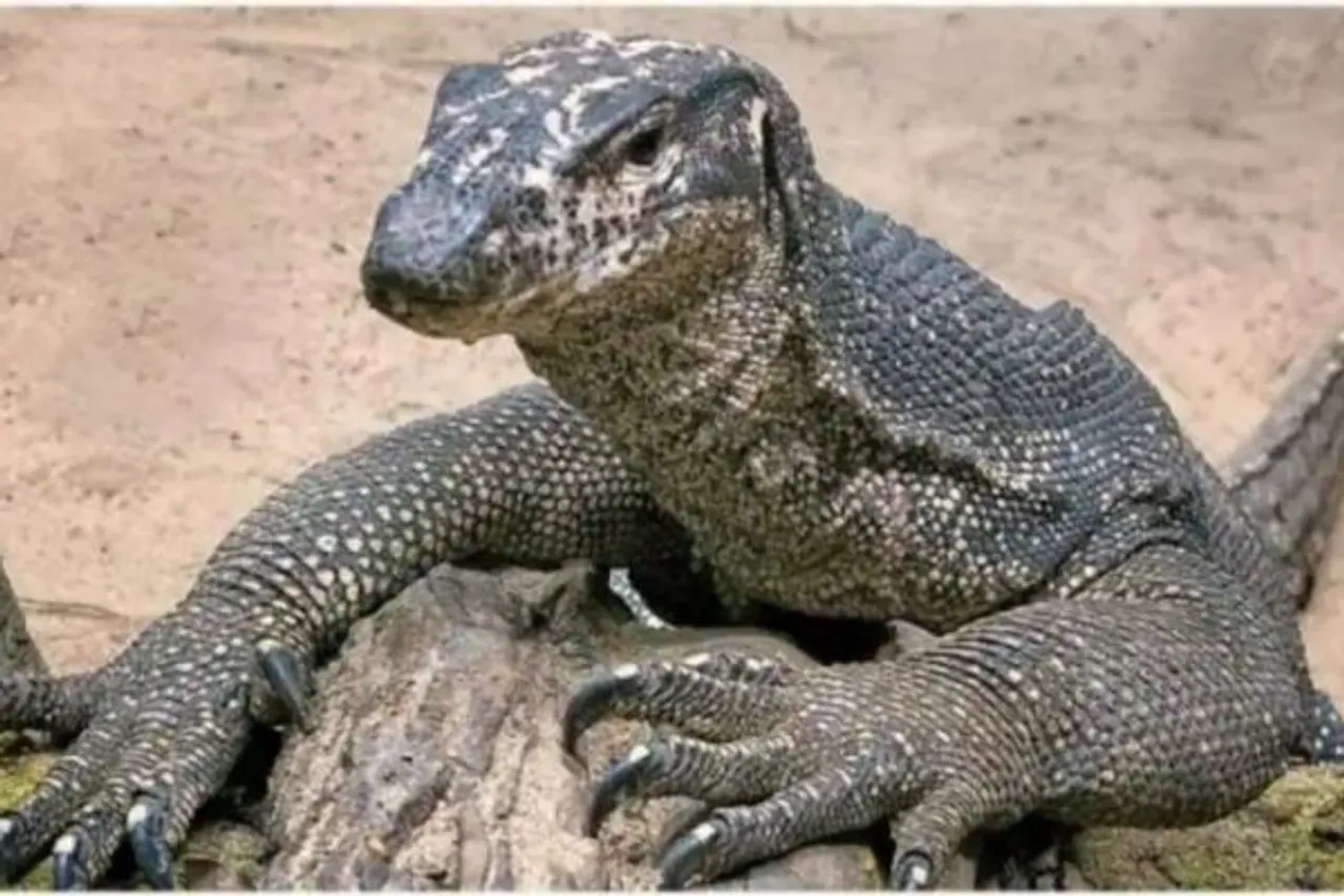 Monitor lizard gangrape