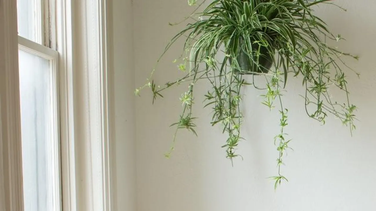 Spider Plants Indoor Pollution