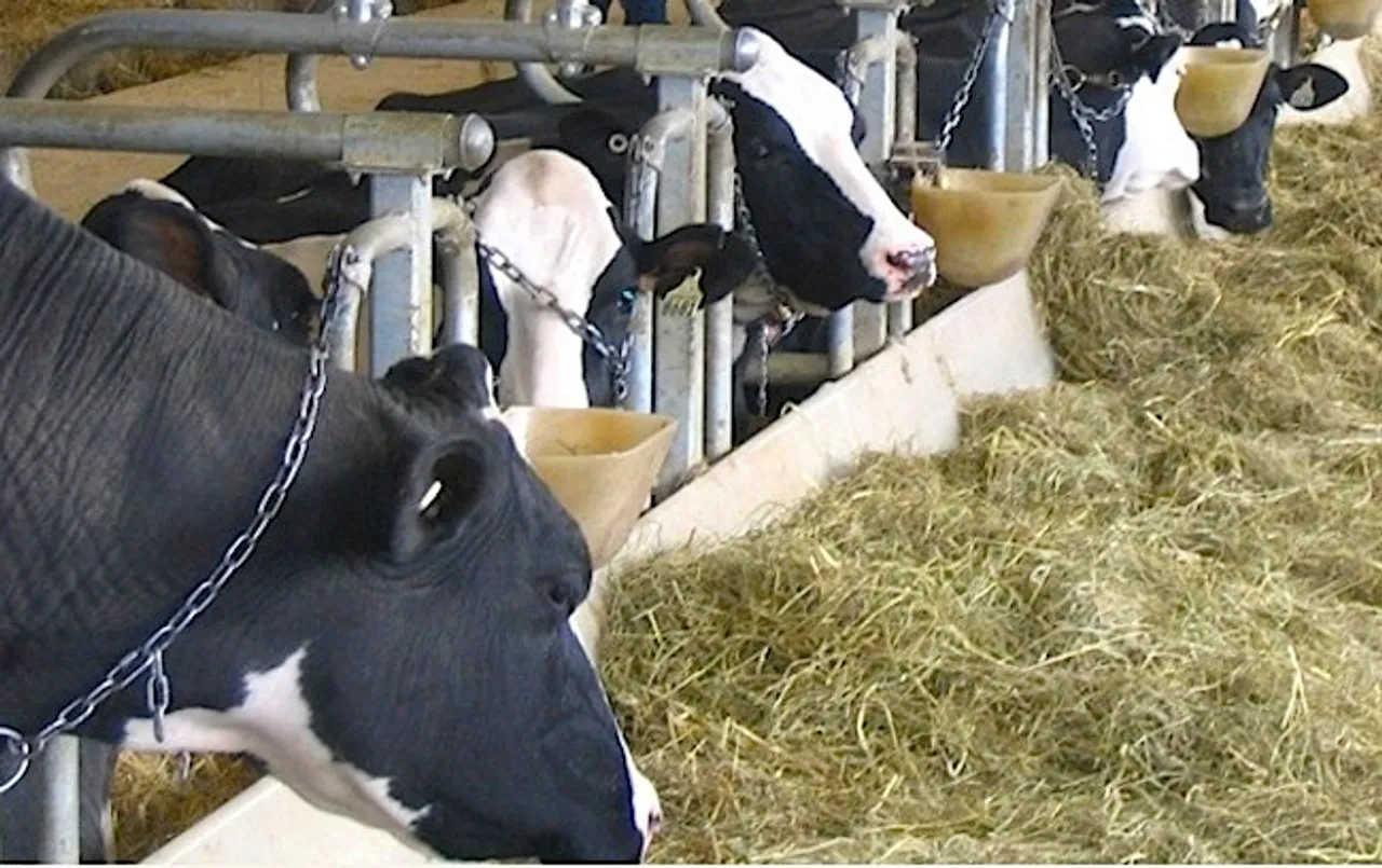PETA ad compares cows with rape victims