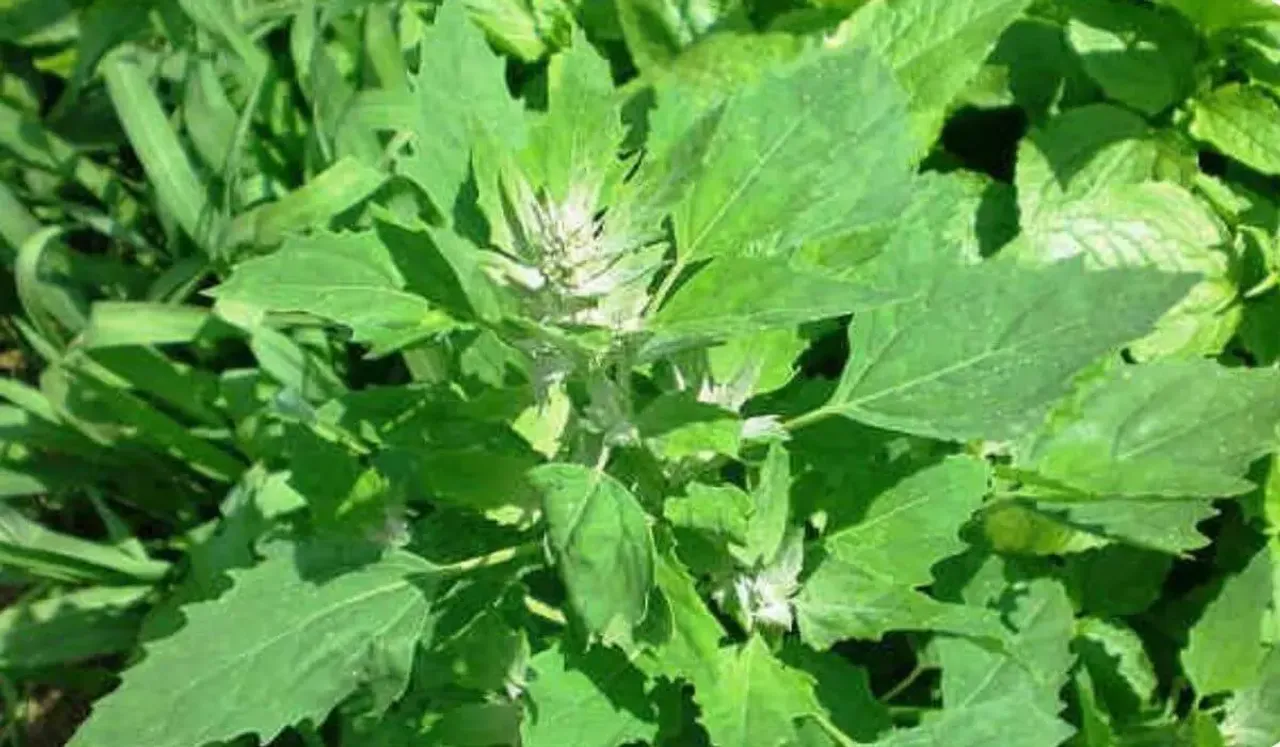 7 Reasons Why Bathua Is Good For Your Health