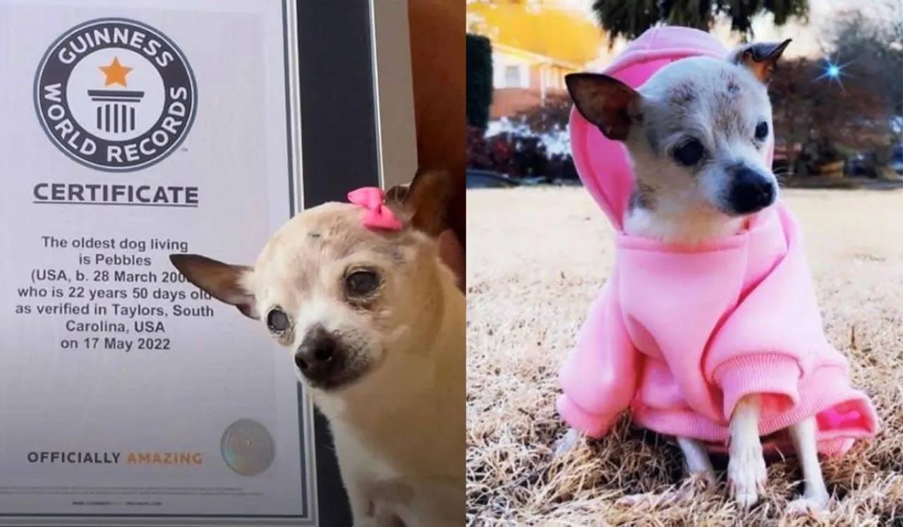 Pebbles World's Oldest Dog