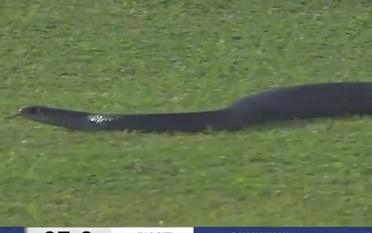 WATCH: Snake interrupts nail-biting game between Galle Titans and Dambulla Aura in LPL 2023