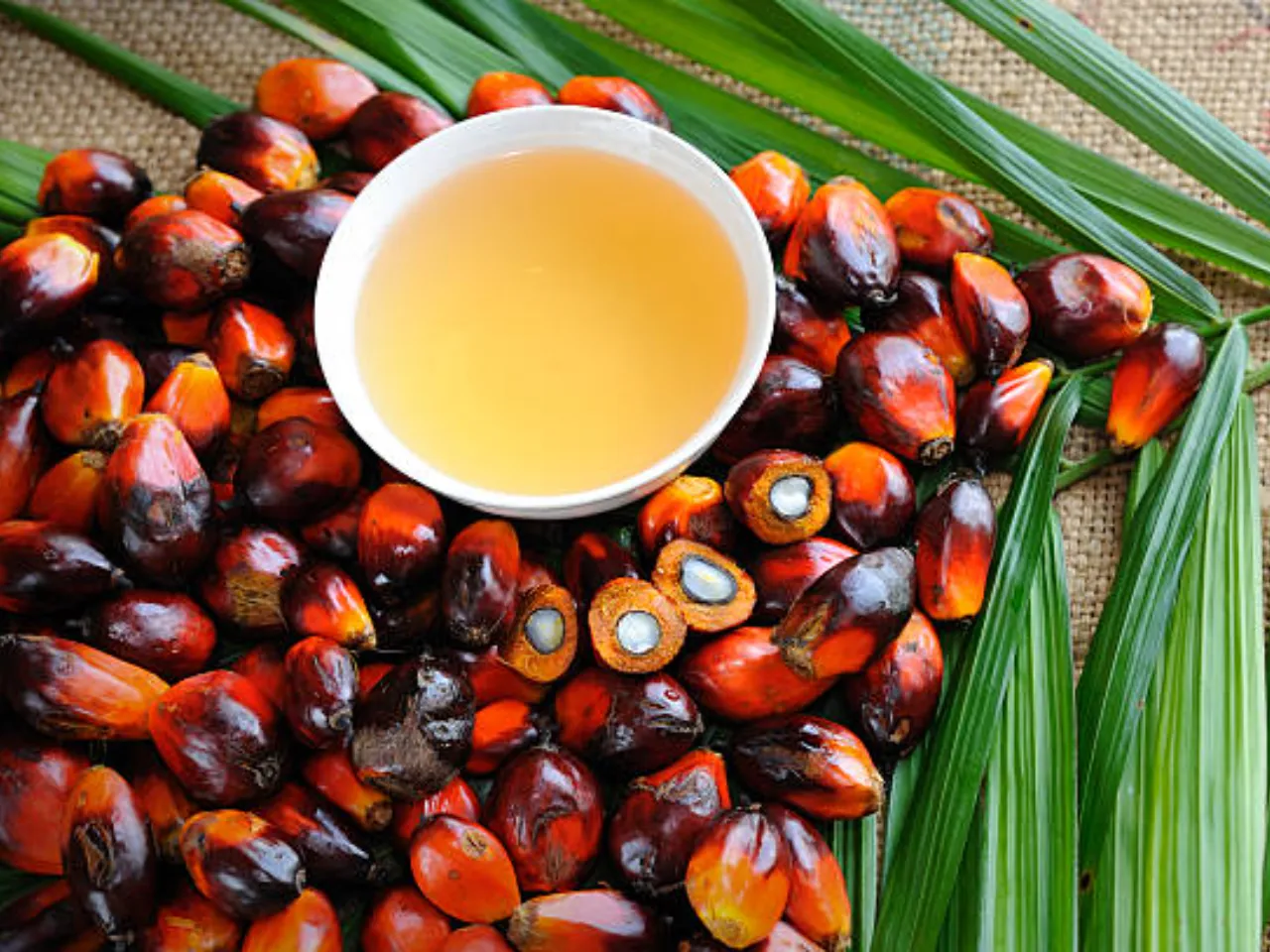 Oil Palm