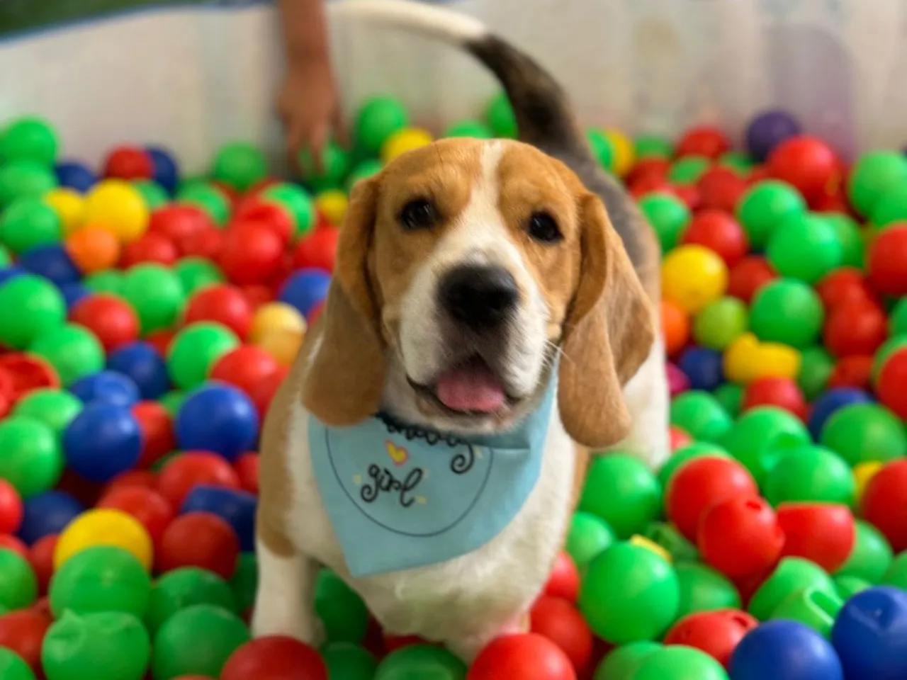 The Dos and Don’ts of Choosing the Right Pet Boarding Centre