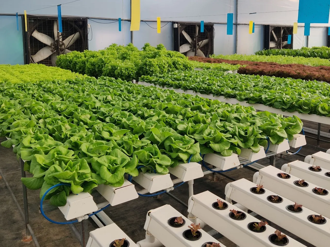 Brio Group Launches Vexotics Agri-Retail Venture In Gujarat