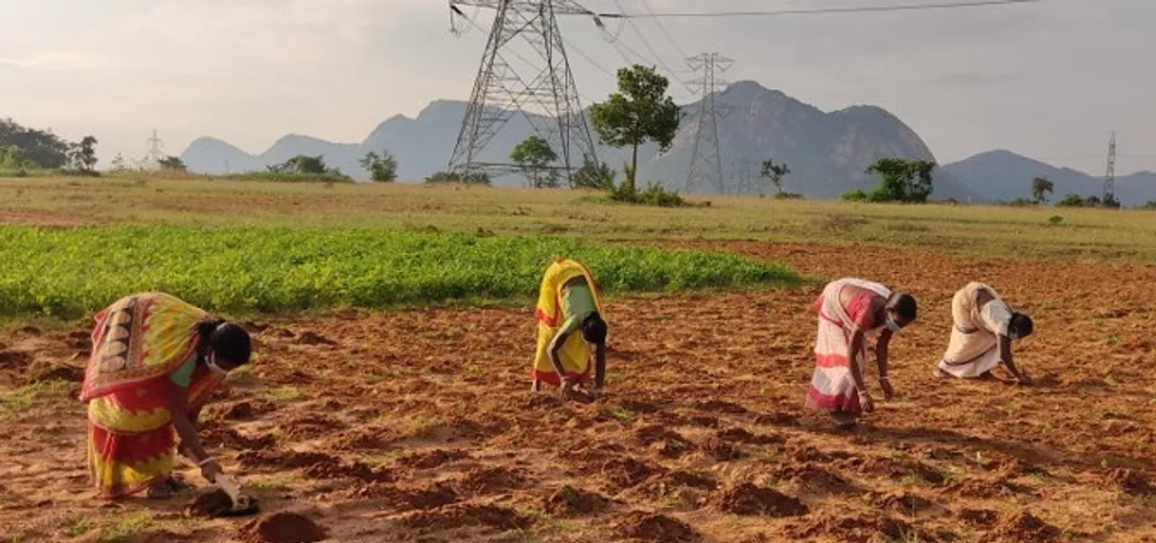 Walmart Foundation, Women farmers transplanting tomato at Baghmundi in Purulia district, a PRADAN site in West Bengal