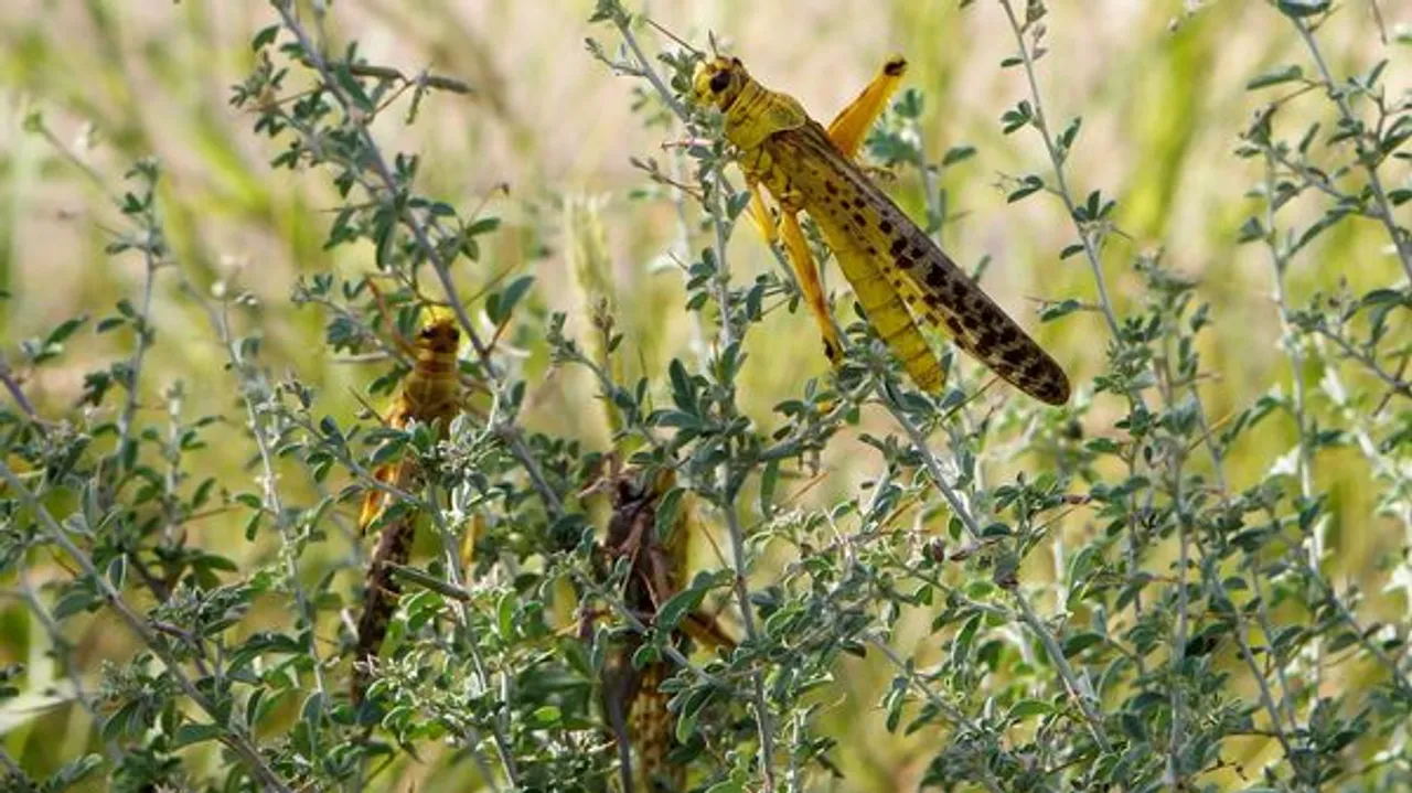 locusts india