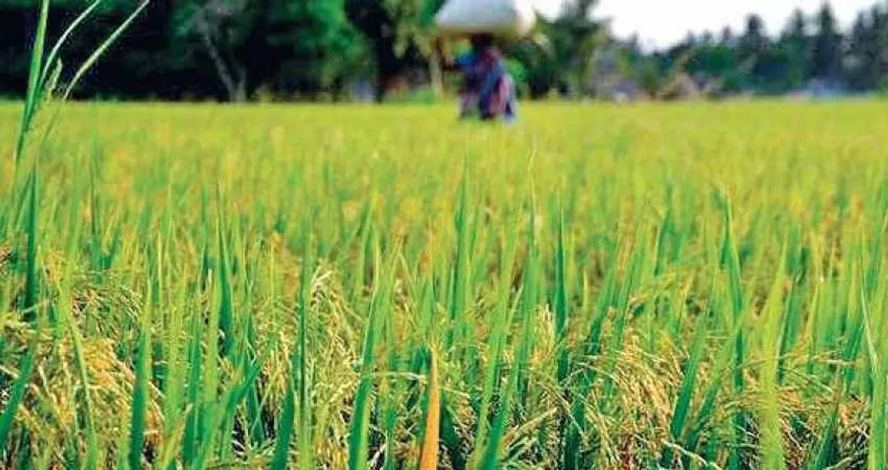 Kharif Crops