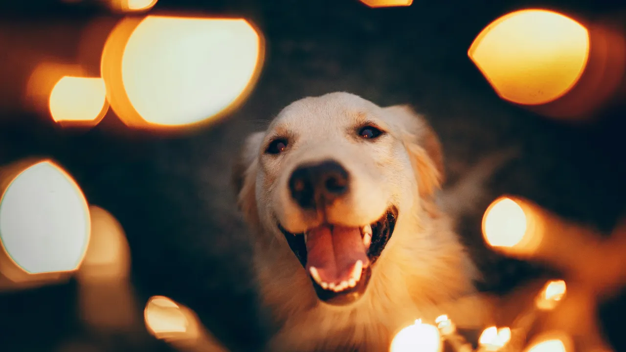 Diwali and pets 