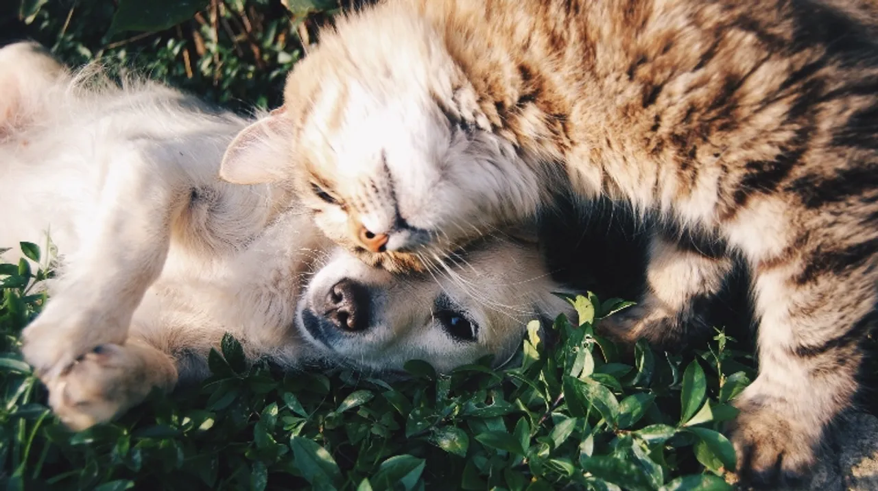 Dog person VS Cat person