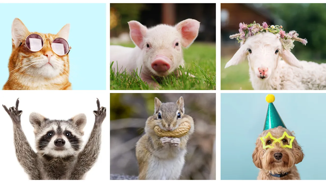 cute animal videos