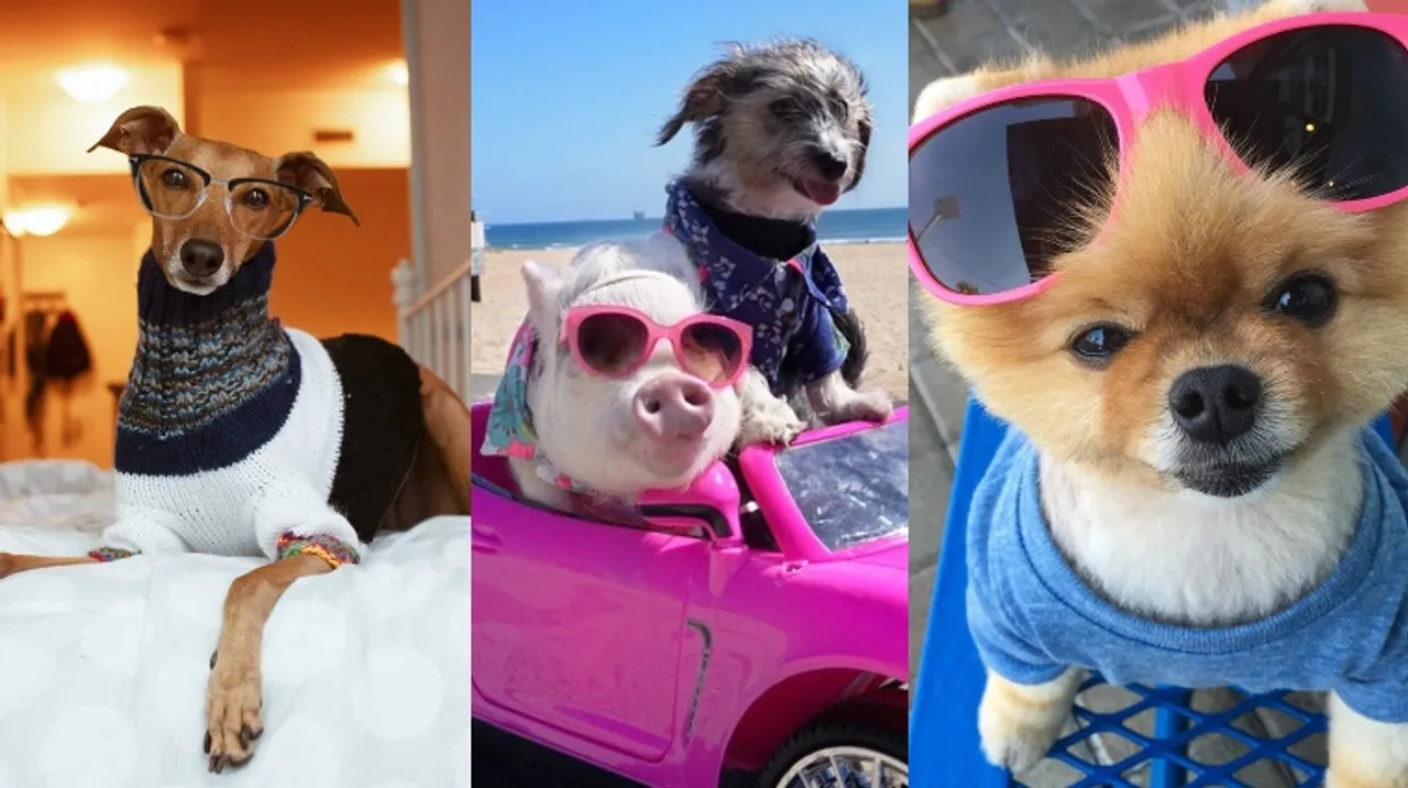 Instagram Pets