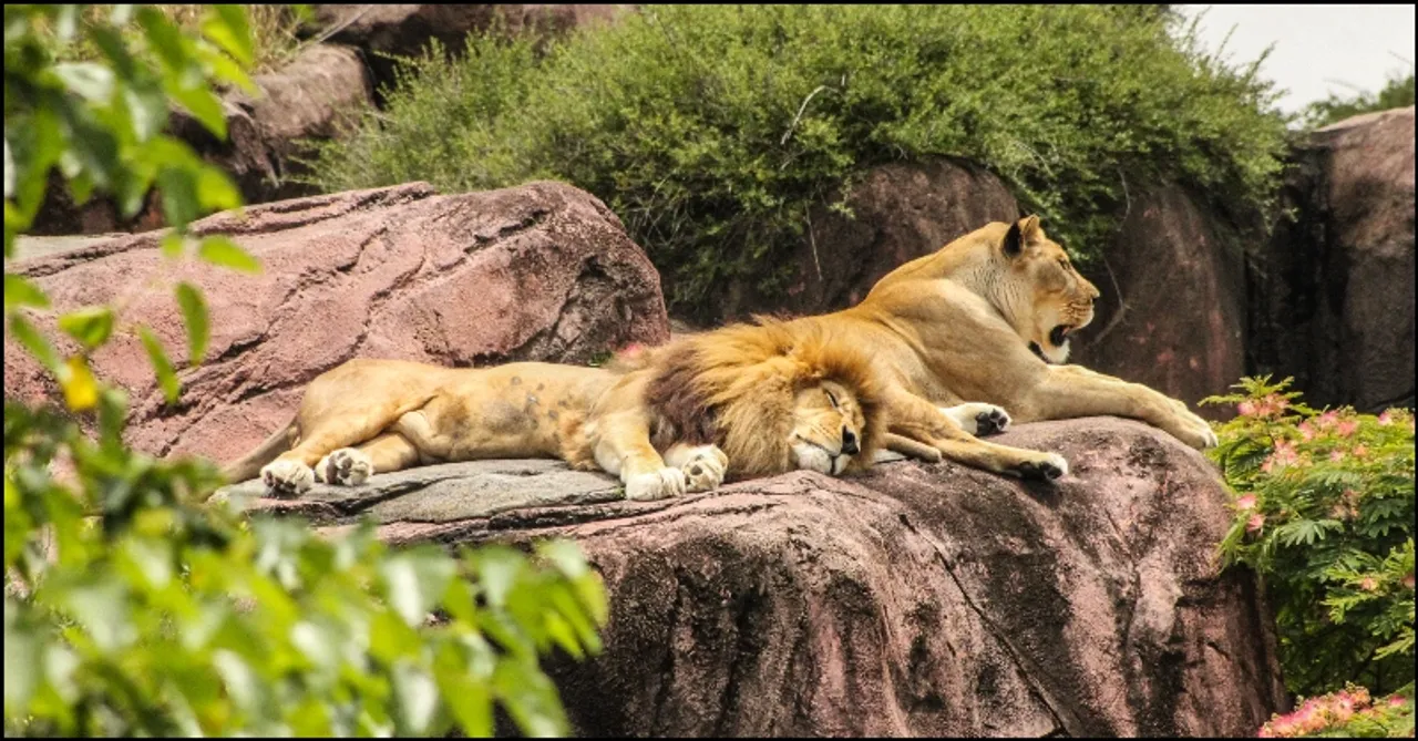 world’s largest Zoo