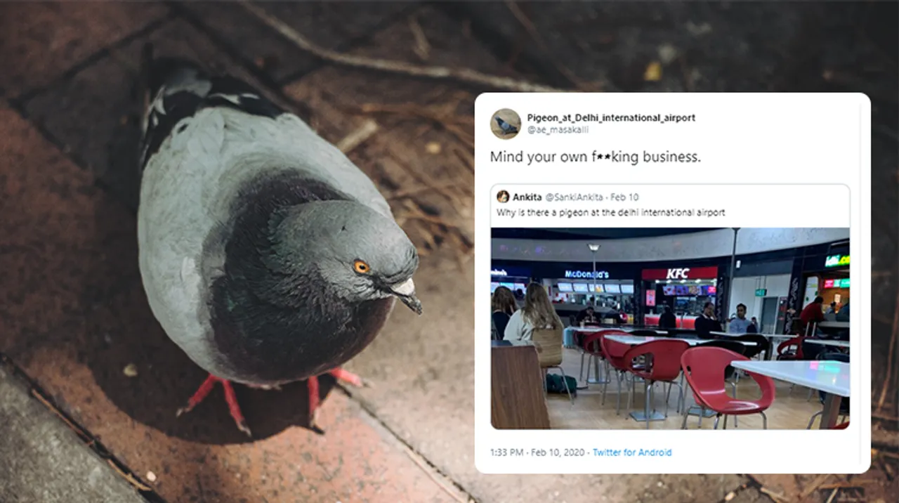 airport pigeon