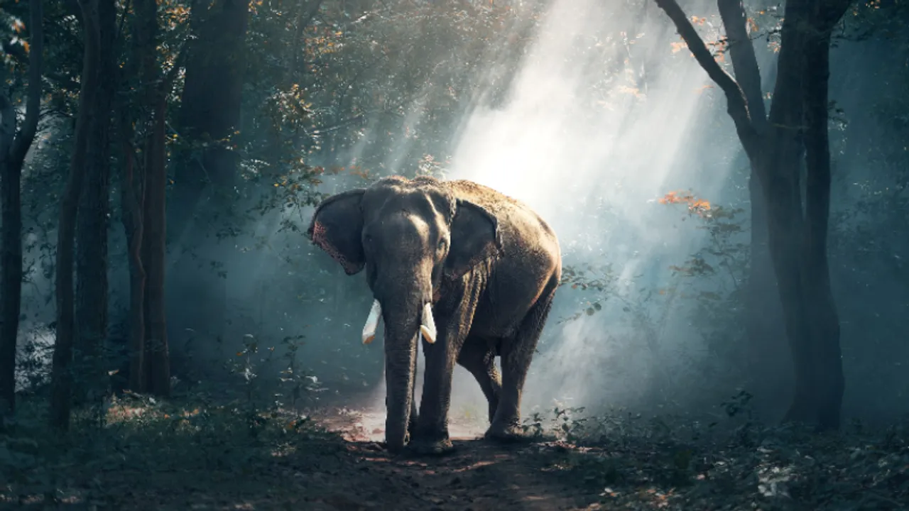 Elephant