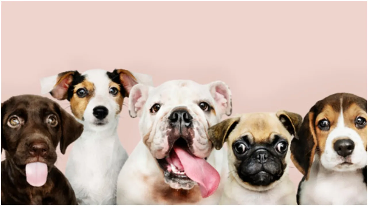 dog videos