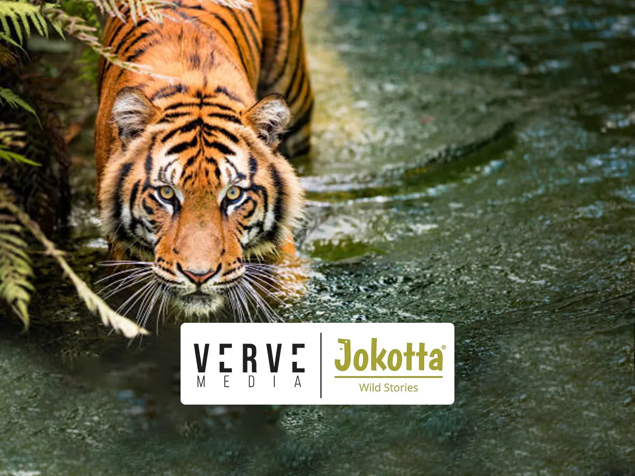 Verve Media