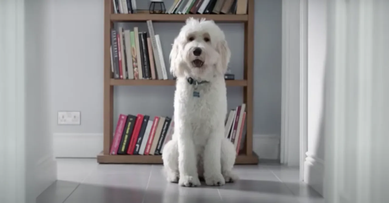 P&G Flash Dog audio descriptions inclusive advertising