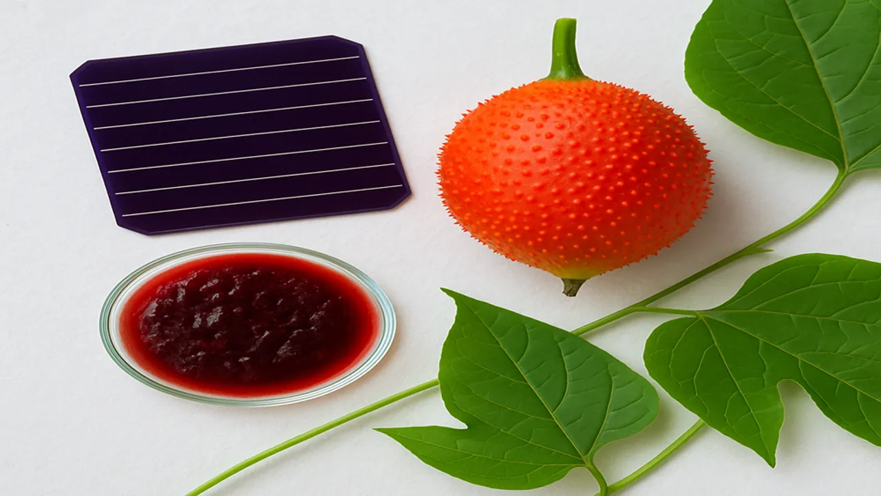 TRIC-KU researchers used baby jackfruit extract to create low-lead quantum dots for 25 % efficient dye-sensitised solar cells. 
