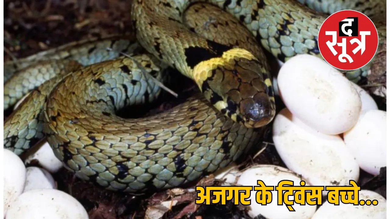 Chhattisgarh python snake eggs twins born the sootr