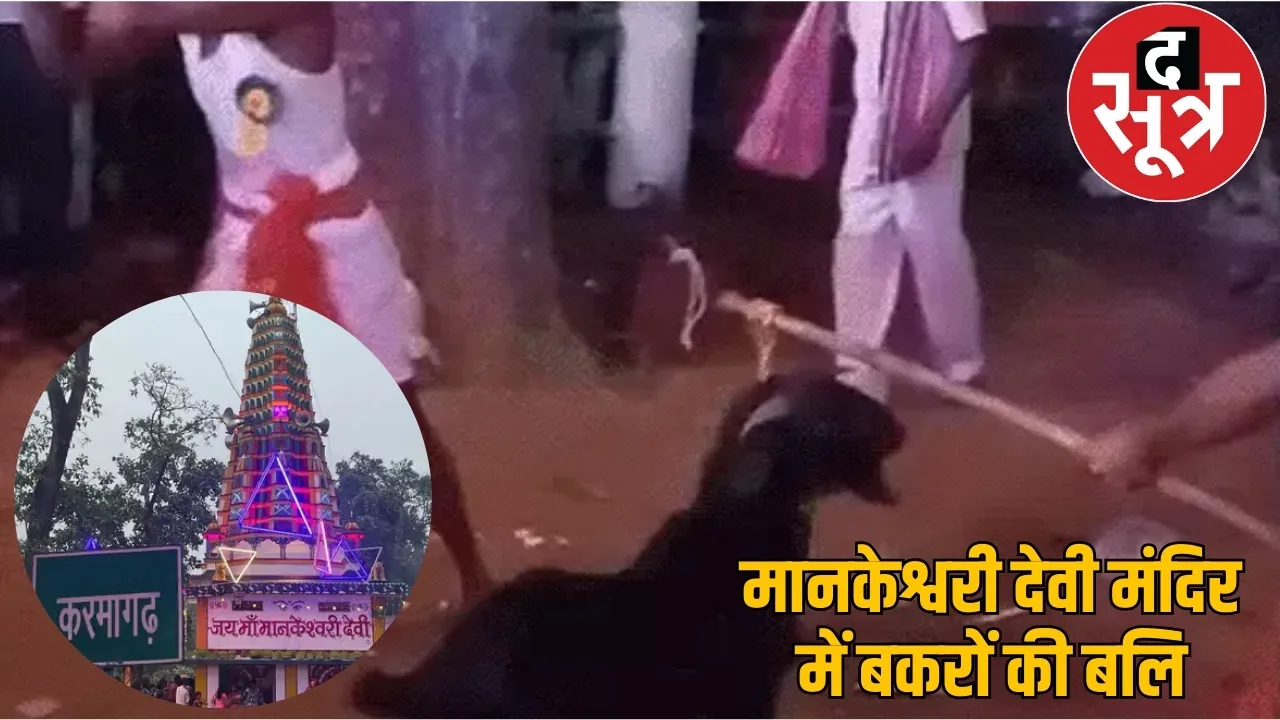 Sharad Purnima night sacrificed goats drank blood please goddess