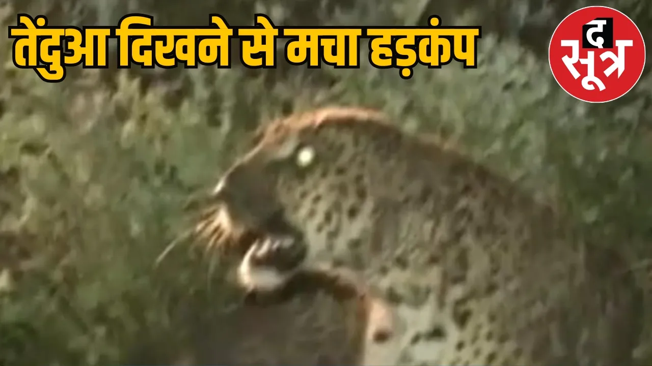 Sagar News Leopards