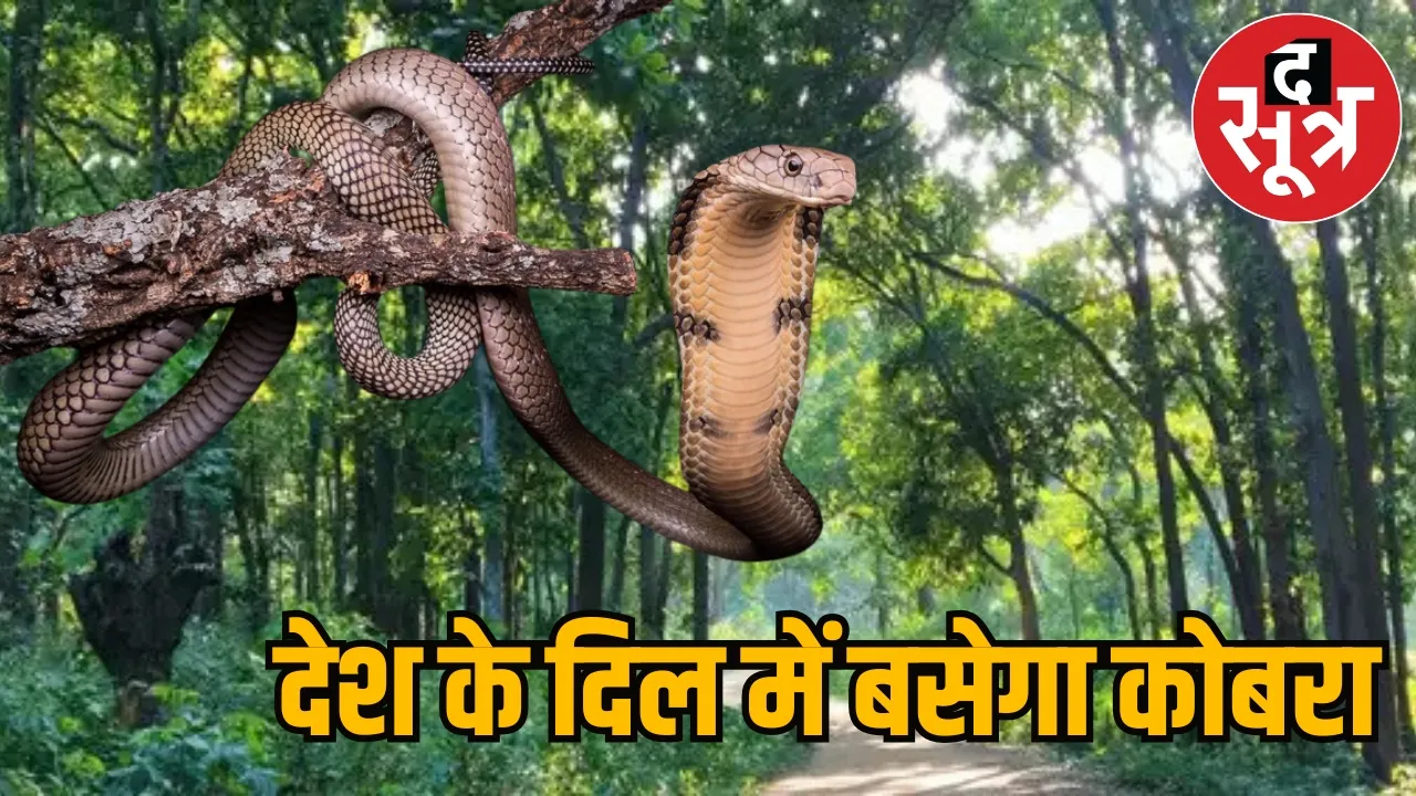 MP King Cobra State 