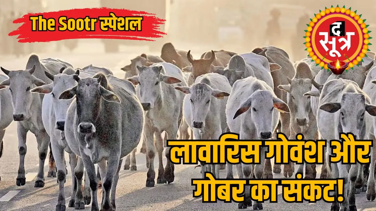 cows.