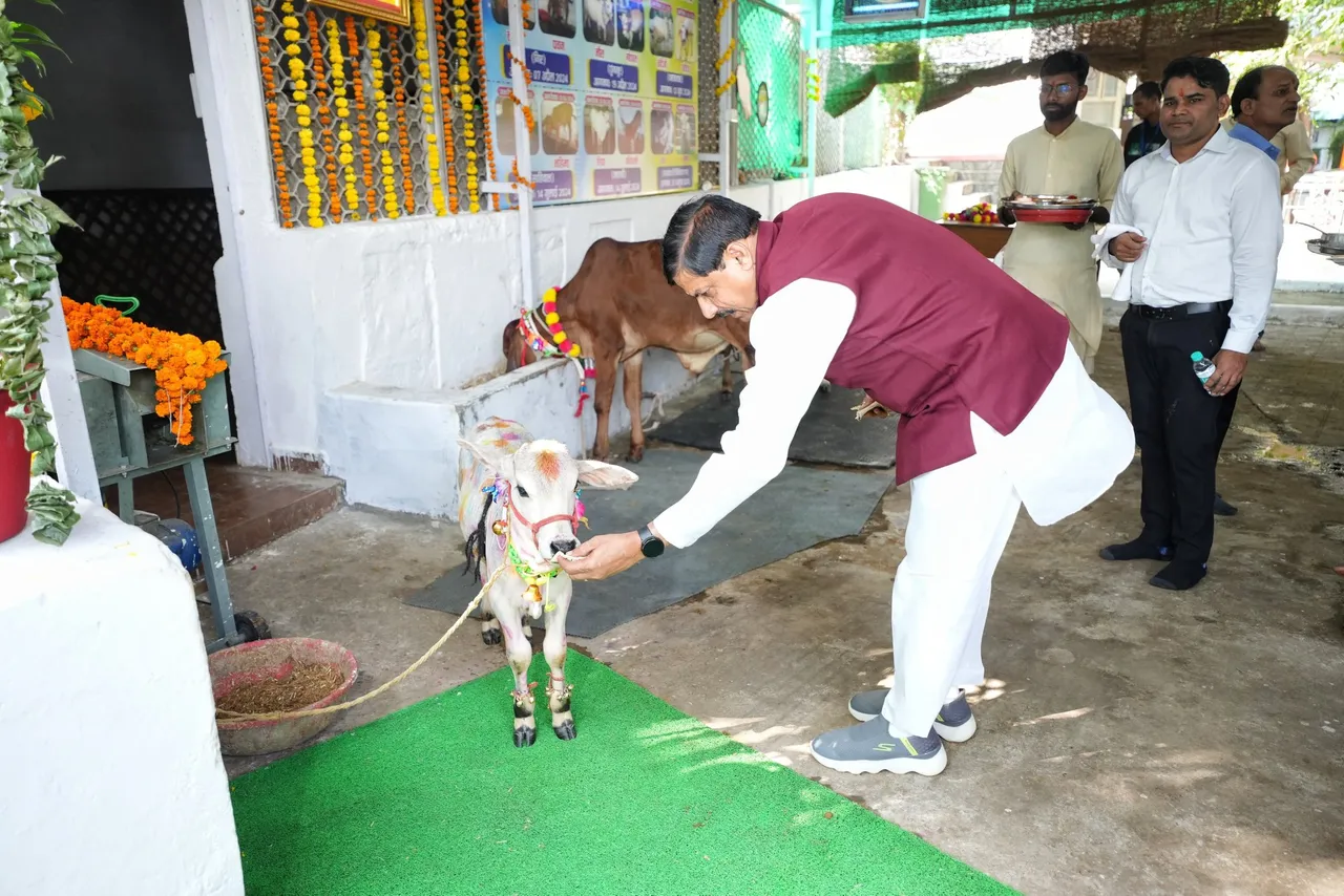  मुख्यमंत्री डॉ. मोहन यादव ने गोवर्धन पर्व के अवसर पर अपने निवास स्थित गौशाला में भी विधि-विधान और मंत्र उच्चारण के साथ पूजा अर्चना की। 