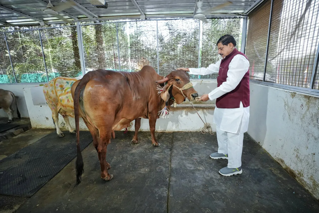 मुख्यमंत्री डॉ. यादव ने कहा कि  गोवर्धन पूजा हमारी सांस्कृतिक धरोहर का एक महत्वपूर्ण हिस्सा है और हम सभी को पुरातन परंपराओं को संरक्षित करते हुए गौ सेवा के प्रति अपनी जिम्मेदारी निभानी चाहिए। 