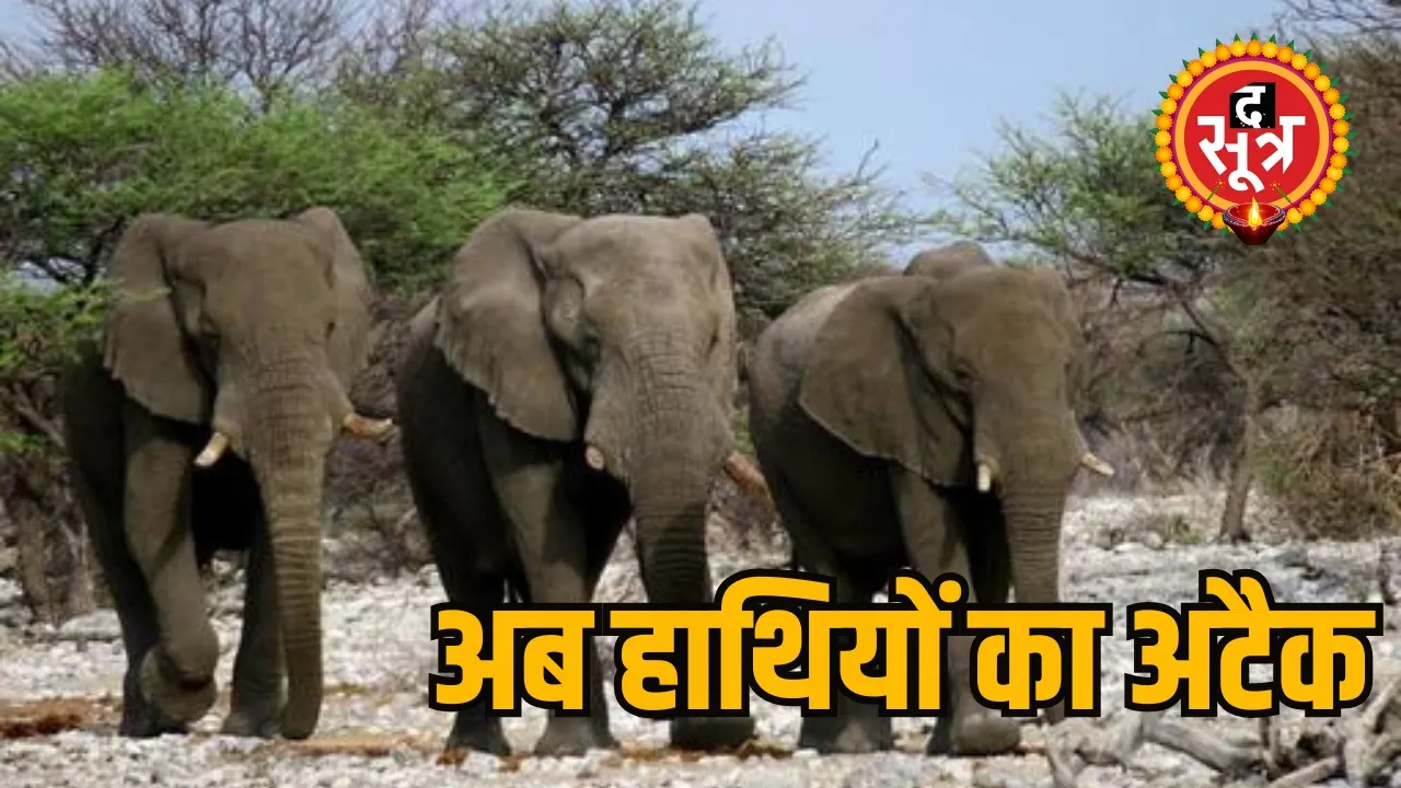 elephant attack