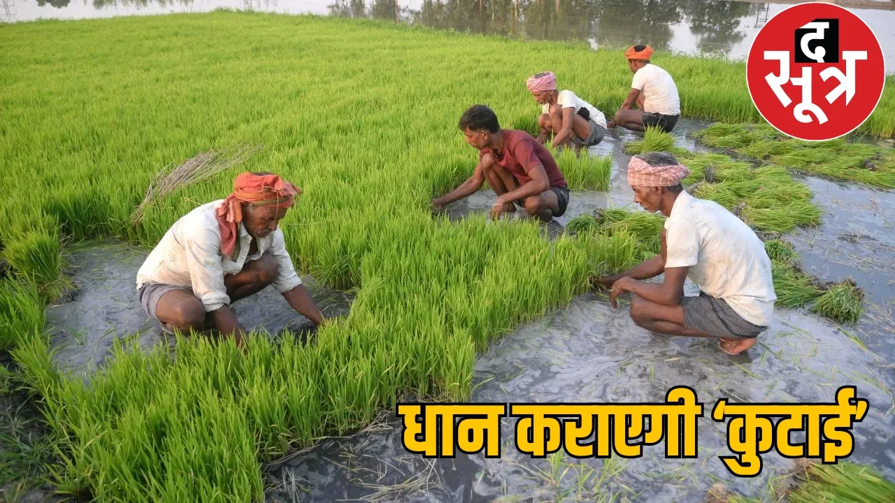 Farmers will be fined for growing paddy crop the sootr