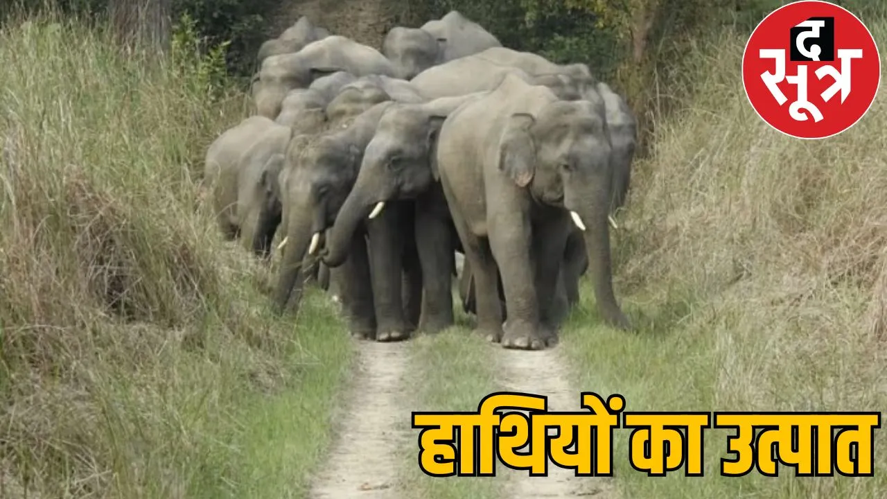 11 elephant Terror 2 children crushed death surajpur