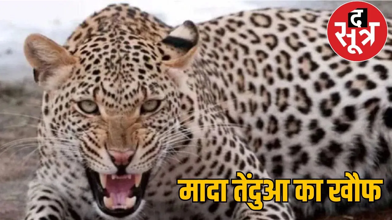 Movement of female leopard in Gariaband district the sootr